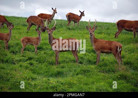 Une partie d'un petit troupeau de cerfs rouges sauvages (Cervus elaphus) qui se trouve sur les terres agricoles du parc national des Yorkshire Dales Banque D'Images