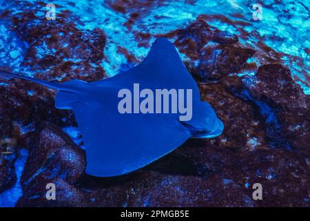 Le rayon de la STINGRay glisse sous l'eau. La rade est un poisson de mer plat. Une rame électrique naque parmi les algues dans les eaux peu profondes d'une scène océanique exotique. Dang Banque D'Images