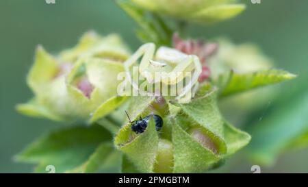 Araignée de crabe de Goldenrod blanche, Misumena Vatia, sur la tête de fleur en jallow Banque D'Images