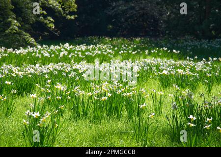 Blanc et pâle fleurs de printemps jaunes de narcisse naine de jonquille Jack Snipe naturalisé dans l'herbe dans le jardin britannique en avril Banque D'Images