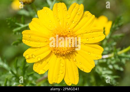 Fleur jaune marigold de maïs, Glebionis segetum Banque D'Images