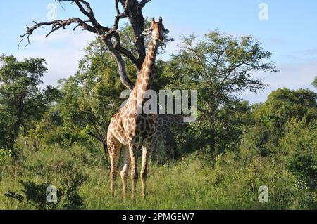 Famille girafe réserve Thornybush Afrique du Sud Banque D'Images