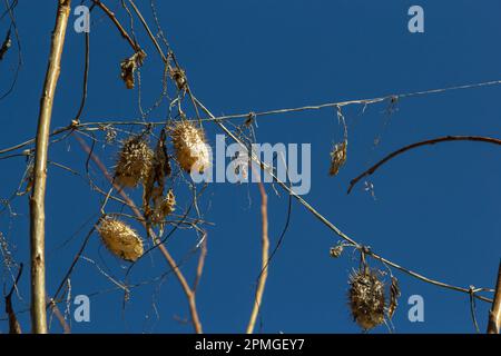 Lobe épineux sec Echinocystis lobata en hiver. Les fruits secs avec des graines pendant l'hiver accrochés sur les branches des buissons. Banque D'Images