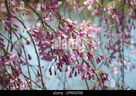 Fleur de printemps rose de cerisier d'ornement Prunus × subhirtella 'pendula Plena rosea dans le jardin du Royaume-Uni avril Banque D'Images