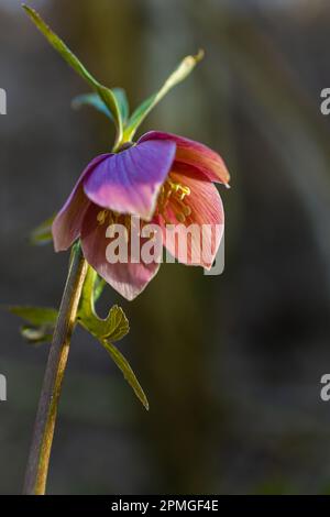 La forêt printanière du début fleurit les hellébores, Helleborus purpurascens. Fleur pourpre dans la nature. Détails de la macro hellebore. Banque D'Images