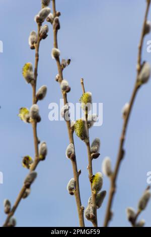 Branche de saule Salix caprea avec manteaux, fleurs de saule moelleuses. Pâques. Dimanche des palmiers. Saule de chèvre Salix caprea dans le parc, saule Salix caprea branches avec Banque D'Images