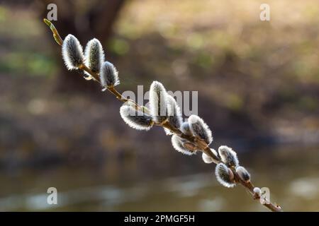 Branche de saule Salix caprea avec manteaux, fleurs de saule moelleuses. Pâques. Dimanche des palmiers. Saule de chèvre Salix caprea dans le parc, saule Salix caprea branches avec Banque D'Images