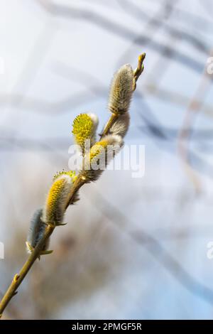 Branche de saule Salix caprea avec manteaux, fleurs de saule moelleuses. Pâques. Dimanche des palmiers. Saule de chèvre Salix caprea dans le parc, saule Salix caprea branches avec Banque D'Images