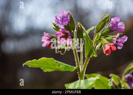 Pulmonaria, lungwort fleurs de différentes nuances de violet en une inflorescence. Usine de miel de l'Ukraine. Le premier printemps fleurit. Pulmonaria officina Banque D'Images