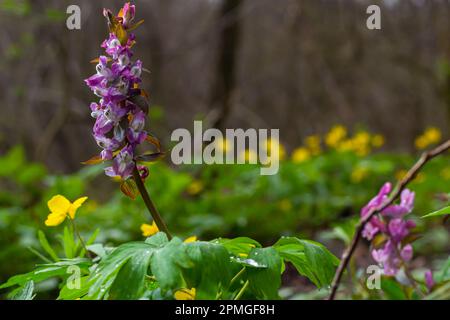 Corydalis. Corydalis solida. Fleur violette forêt floraison au printemps. La première fleur de printemps, violette. Corydalis sauvage dans la nature. Banque D'Images