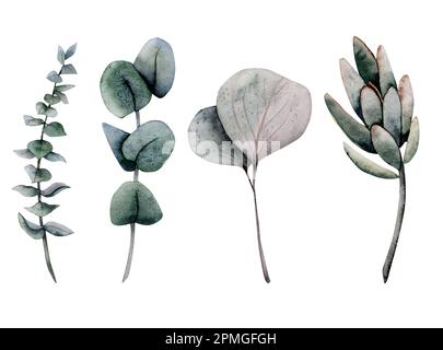 Aquarelle branches d'eucalyptus ensemble de différents types de feuilles. Éléments d'illustration argent peints à la main. Dessin floral isolé sur blanc Banque D'Images