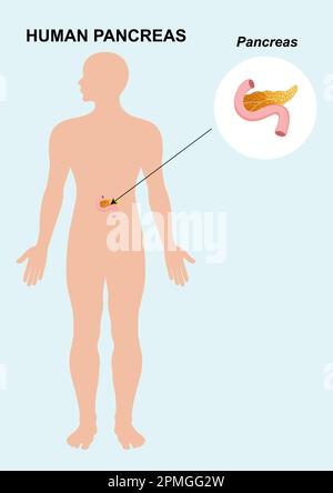 Anatomie des organes du pancréas humain. Illustration vectorielle d'un organe du pancréas isolé sur fond blanc Illustration de Vecteur
