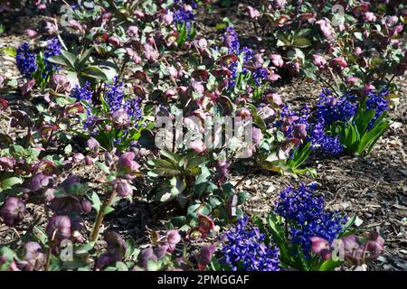 Fleurs de printemps bleues de jacinthe parfumée multiflora Blauw et hellebore Helleborus (Rodney Davey Marbled Group) Rouge d'Anna dans le jardin du Royaume-Uni avril Banque D'Images