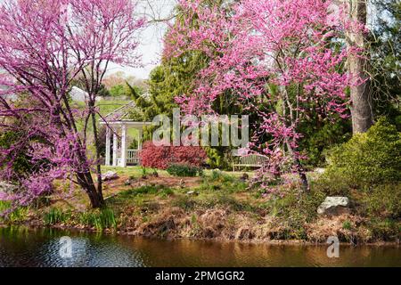 Arbres Redbud en fleur par un lac dans un jardin Banque D'Images