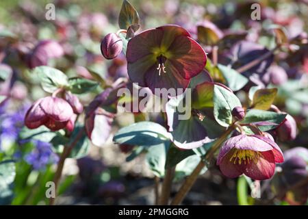 Helleborus (Rodney Davey Marbled Group) Rouge d'Anna Banque D'Images