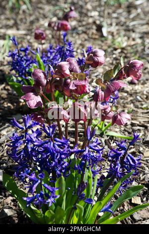 Fleurs de printemps bleues de jacinthe parfumée multiflora Blauw et Helleborus (Rodney Davey Marbled Group) Dullcet de Dana dans le jardin du Royaume-Uni avril Banque D'Images