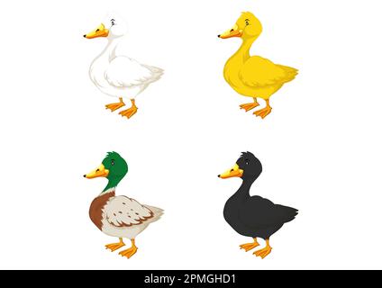 Illustration de quatre canards de couleur différente sur fond blanc. Canards de différentes couleurs Illustration de Vecteur