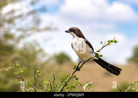 Lanius cabanisi, une crevettes fiscales à queue longue, perchée sur un arbre dans le parc national de Nairobi, au Kenya. C'est le plus grand de la famille fiscale et est en dem Banque D'Images