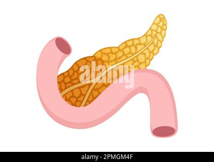 Icône de pancréas de style dessin animé isolée sur fond blanc. Conception vectorielle du pancréas Illustration de Vecteur