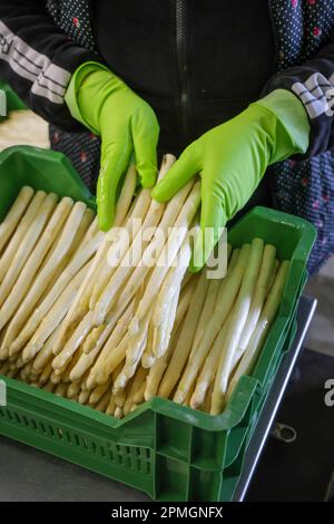 Wesel, Rhénanie-du-Nord-Westphalie, Allemagne - les travailleurs de la récolte lavent et trient les asperges, ici lors d'un événement de presse pour l'ouverture de la saison des asperges. Banque D'Images