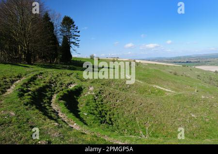 Le Clump de la victoire sur l'escarpement de la colline de Pewsey, au-dessus de la vallée de Pewsey, dans le Wiltshire. Banque D'Images