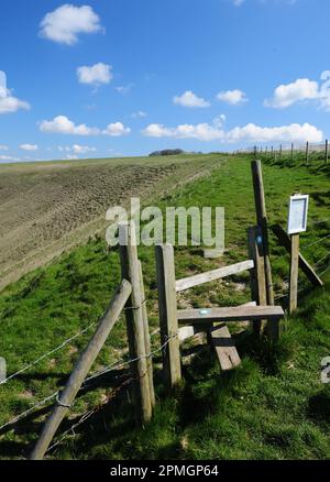 Piquer sur un sentier public le long du Fyfield en descendant l'escarpement au-dessus de la vallée de Pewsey, Wiltshire. Banque D'Images
