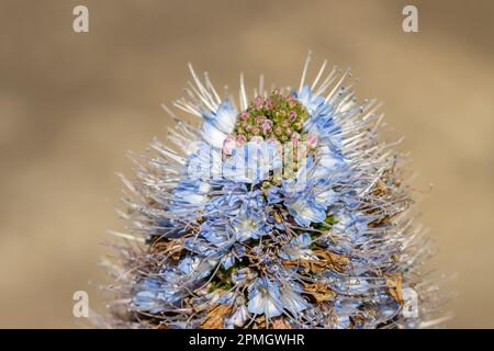 Bleu de Gran Canaria (Echium callithyrsum), détail macro de la fleur, accent sélectif sur les étamines. Banque D'Images