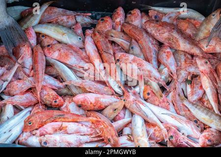 Mullus barbatus récolte de poissons de la pêche. Banque D'Images