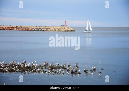 Un groupe de mouettes reposent sur des rochers tandis que les gens marchent et pêchent sur un quai en arrière-plan Banque D'Images