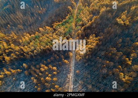 vue aérienne d'une route à travers une forêt brûlée Banque D'Images