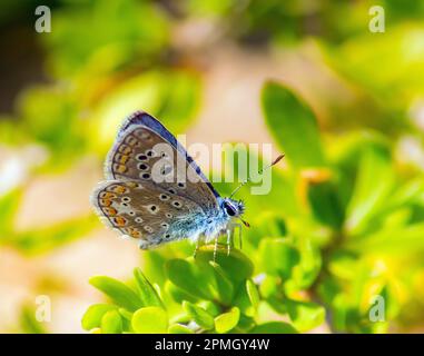Papillon bleu commun sur une feuille verte. Banque D'Images