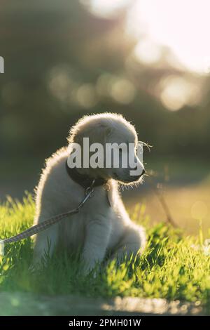 Un ravissant Golden Retriever avec un col assis sur un champ vert herbacé au soleil Banque D'Images