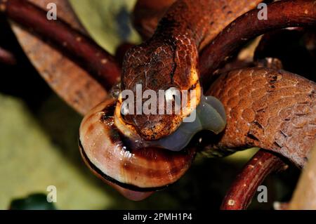 Pareas carinatus, Gekielte Schneckennatter, serpent à museau émaillé Banque D'Images