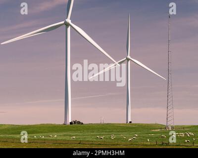 La centrale éolienne de Shiloh est une ferme éolienne située dans les collines de Montezuma du comté de Solano et est partagée avec les éleveurs de moutons de Californie, aux États-Unis Banque D'Images