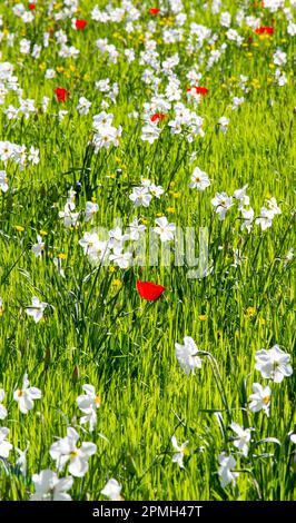 Jardin de fleurs Cambridge Banque D'Images