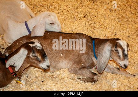 Les Foires de la Nouvelle-Angleterre autour des différents États montrent leur récolte de cultures et le soin des animaux de ferme. Banque D'Images