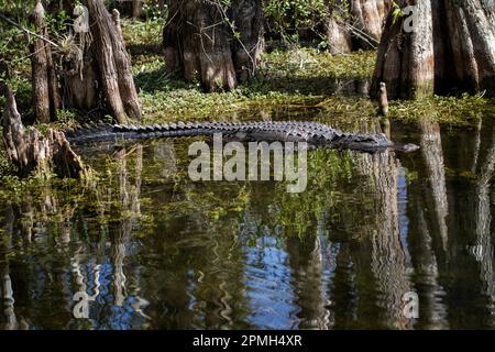 L'alligator américain glisse sous le couvert de cyprès, au milieu de genoux évocateurs et de réfelctions dans la réserve de Big Cypress en Floride Banque D'Images