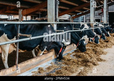Vache de veau en cage, s'occuper de l'agriculture bio-agricole, nourrir les animaux d'ensilage d'herbe de foin, les races de bovins laitiers, l'alimentation des bovins de vache. Fleckvieh race, bonnes vaches laitières de Banque D'Images