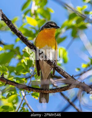 Un Chat à gorge brillante et jaune perche dans les branches d'un bois du Colorado. Banque D'Images