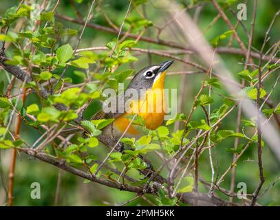 Un beau chat aux seins jaunes (Icteria virens) bougeant dans les buissons bas d'un espace vert du Colorado. Banque D'Images