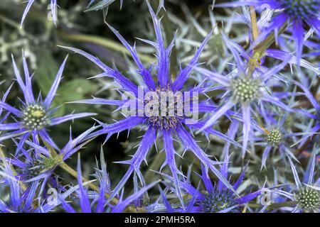 Vue du dessus gros plan d'une fleur de chardon bleu (Eryngium) Banque D'Images