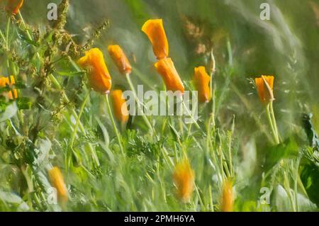 Peinture numérique de coquelicots orange aux couleurs vives sur fond vert naturel. Banque D'Images