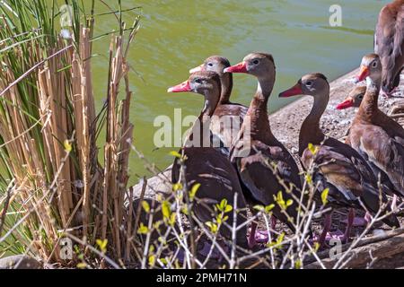 San José, Costa Rica - canards siffleurs à ventre noir (Dendrocygna autumnalis) près d'un étang dans la banlieue de San José. Banque D'Images