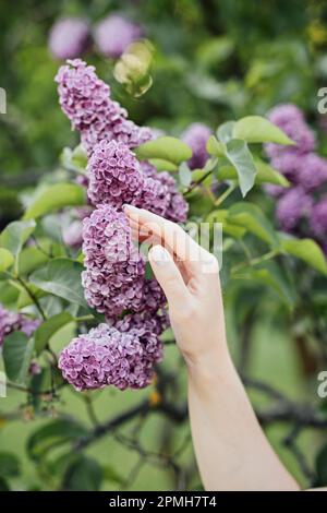 Jardinage durable des fleurs. Comment créer des lits de jardin écologiques et durables. Jardinage durable et design floral. Mains des femmes et Banque D'Images