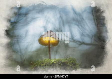 Une peinture numérique à l'aquarelle de champignons fantaisie dans un bois sombre et magique enchanté. Banque D'Images