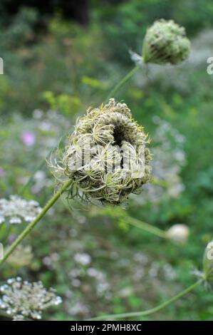 En été, les carottes sauvages (Daucus carota) poussent dans la nature Banque D'Images