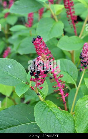 La plante ornementale Phytolacca acinosa pousse dans le jardin Banque D'Images