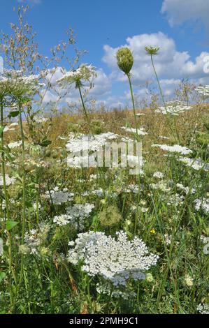 En été, les carottes sauvages (Daucus carota) poussent dans la nature Banque D'Images