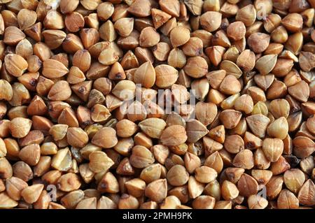 Arrière-plan de grains secs battus céréales sarrasin Banque D'Images