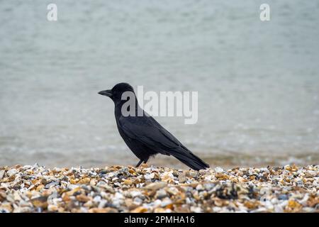 la corone de la chaussée corvus sur la plage avec la mer en arrière-plan Banque D'Images